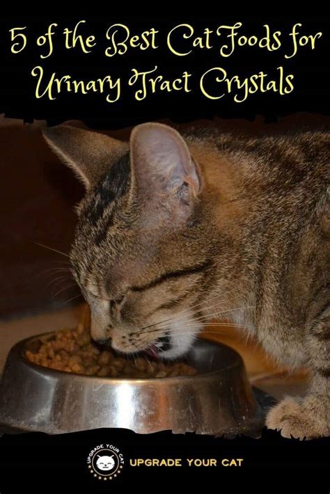 How to prevent urinary issues in cats. Best Cat Food for Urinary Tract Crystals: 4 Leading Brands ...