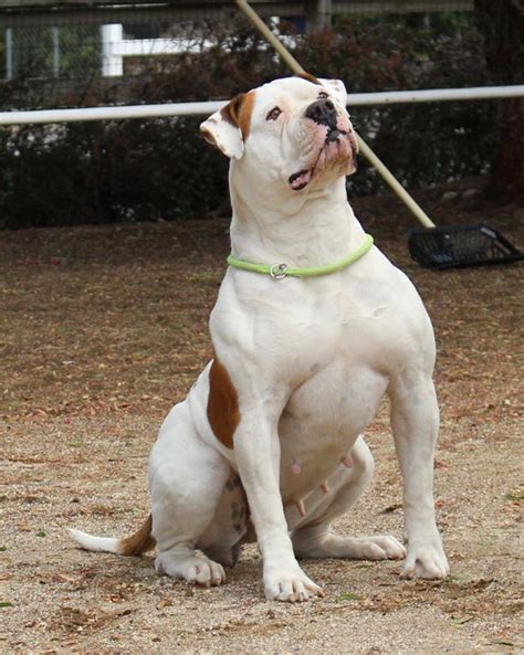 Log in or sign up. bb25.jpg (600×751) | American bulldog, Bulldog breeds ...