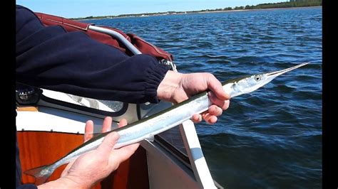 The fjord is the outlet from denmark's longest river, gudenaa. Randers Fjord/ Break the Fishing Code/ Denmark, Djursland ...