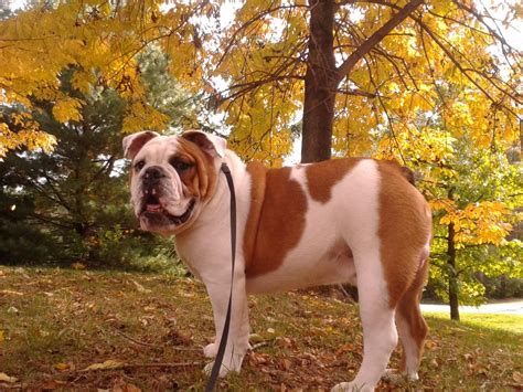 I'm interested in adopting a dog rather than buying from a dog breeder. Old English Bulldog Puppies For Sale Near Me