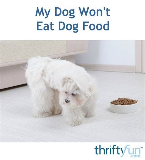 Feeding your dog dry food if they usually only eat wet food or vice versa. My Dog Won't Eat Dog Food (With images) | My dog wont eat ...