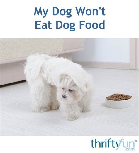 There are a lot of different reasons why a dog may turn up his nose at his food. My Dog Won't Eat Dog Food (With images) | My dog wont eat ...