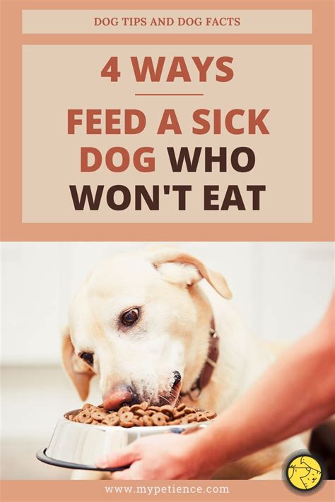 See full list on petco.com How Long Can a Dog Go Without Food and Eating? in 2020 ...