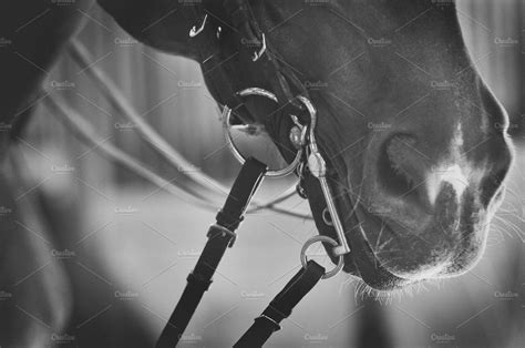 Not all images are mine. Dressage horse close up in 2020 | Grey horse, Horses ...