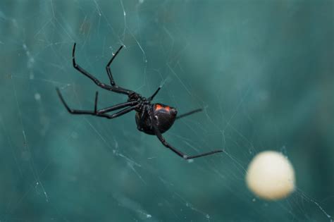 Black widow spider eggs can be found in dark crevices beneath stones and in natural debris such as woodpiles. Black widow spider and egg sac | Premium Photo