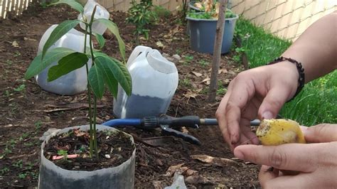 Maybe you would like to learn more about one of these? How to plant mango seeds - YouTube