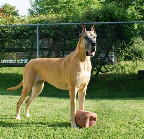 Maybe you would like to learn more about one of these? 90 Best Female Great Dane Names