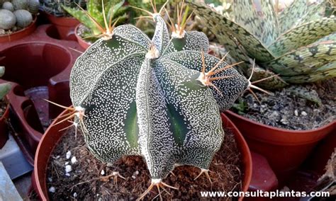 Pueden ser identificados por sus pequeas y redondas arolas de las que crecen espinas. Astrophytum ornatum o Cactus estrella | Cuidados