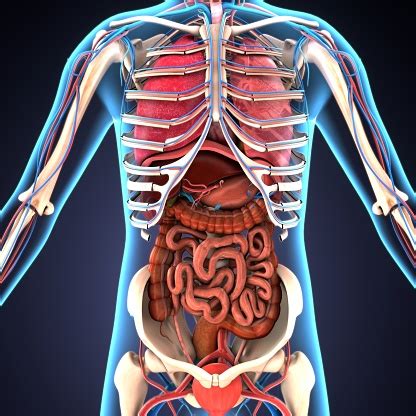 Everyone has a different amount of blood in their body depending on their age and size. 3d Illustration Of Human Body Organs Stock Photo ...