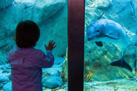 The vancouver aquarium is home to over 70,000 animals. 10 Vancouver Must-See Attractions