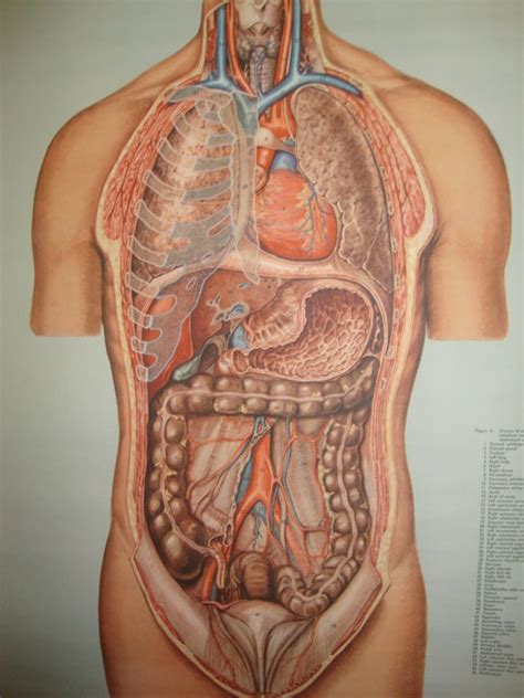 Learn about each muscle, their locations & functional anatomy. Anatomical/Medical Human Body scrool map/poster - Organs ...