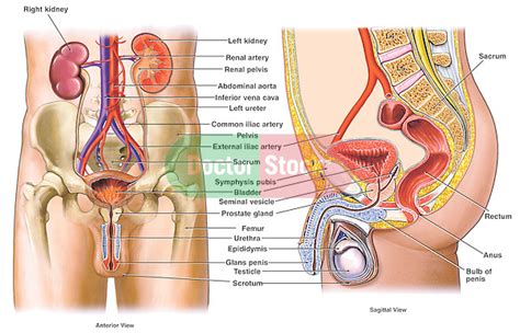 Muscle tissue is also found inside of the heart digestive organs. Male Reproductive System | Doctor Stock