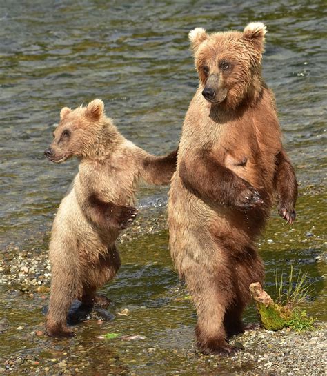 The Joys of Bearhood | Brown bear, Katmai national park and preserve ...