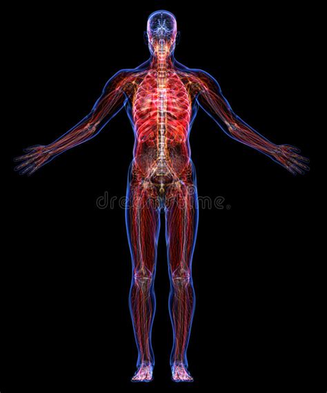 Der aufbau und die körperfunktion des lymph systems. Urinausscheidendes, Lymph- Und Kreislaufsystem Stock ...