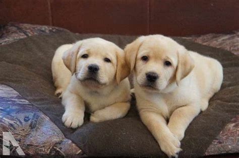Pitbull puppies for sale craigslist near me. Champion Labrador Retriever Breeders | PETSIDI