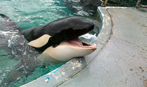 Eine obduktion durchgeführt und die. Kategorie:Orcas und Delfine in Gefangenschaft | Wal ...