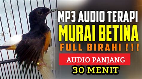 Maybe you would like to learn more about one of these? Download Suara Burung Dudut Betina / Download MP3 Suara ...