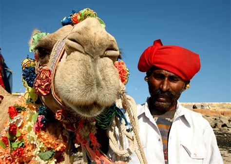 Bulk buy quality camel at wholesale prices from a wide range of verified china manufacturers & suppliers on globalsources.com. Festival spotlight - the Pushkar Camel Fair, Rajasthan ...