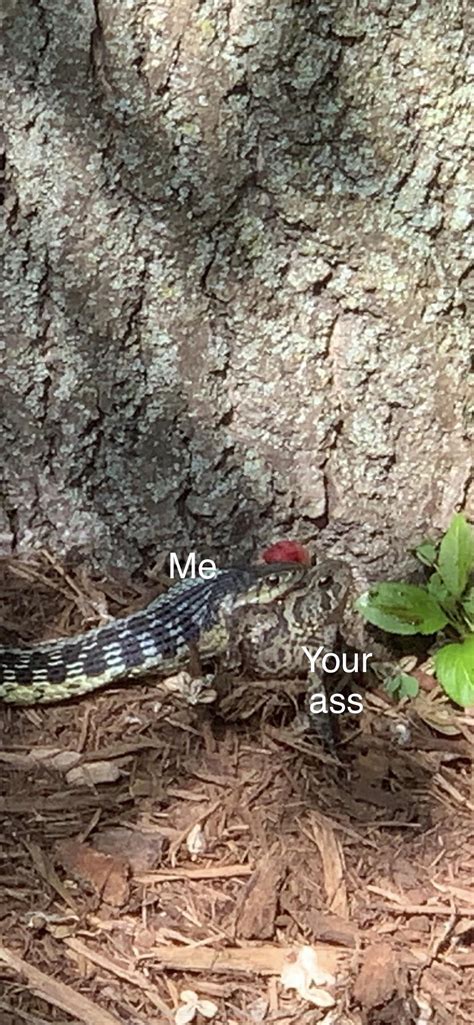 Reptiles · 8 years ago. Found a snake in my backyard today. : sexmemes
