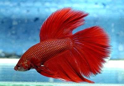 When it comes to posting on this subreddit, we limit this to two. red betta fish - Haggard & Halloo Publications