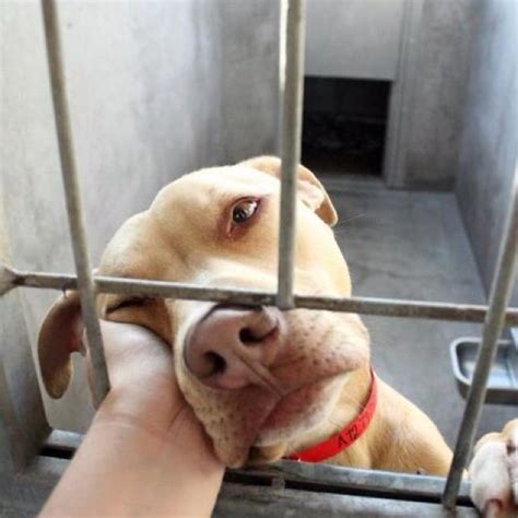 One love pet adoptions, scottsville, new york. This Picture breaks my heart. Save a life, adopt a ...