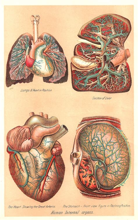 Normally organs stay with the ligaments, vessels etc. Antique Images: Vintage Medical Clip Art: Human Body ...
