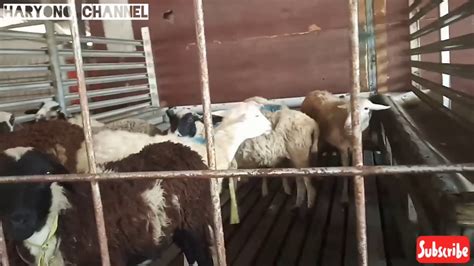 Beli kandang kambing terlengkap & berkualitas harga murah july 2021 terbaru di tokopedia! MAIN KE KANDANG KAMBING KEREN, SANGAT MENGINSPIRASI - YouTube