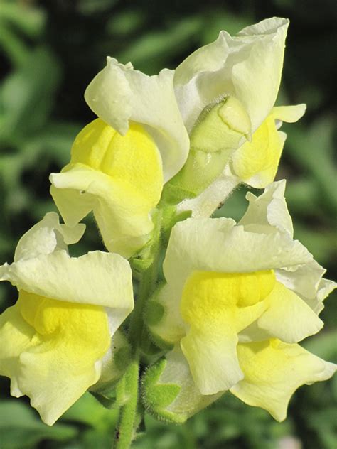 Maybe you would like to learn more about one of these? Snapshot Yellow Snapdragon (Antirrhinum majus 'Snapshot ...