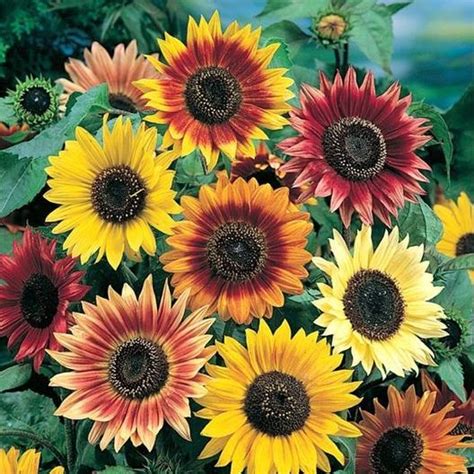 Check spelling or type a new query. Sunflower "Autumn Beauty" Seeds - Helianthus annuus