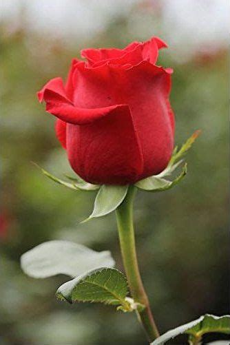 We did not find results for: Gambar Bunga Mawar Merah | Beautiful rose flowers, Girl ...