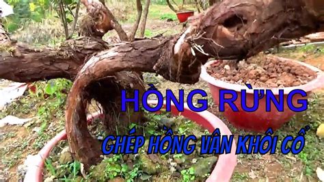 Linh kiếm tôn (linh kiem ton 2019) chuyển thể từ tiểu thuyết tiên hiệp của tác giả vân thiên không. Hồng rừng cổ thụ 🏆 ghép Hồng cổ Vân khôi cổ 👉 Vườn 02 ...