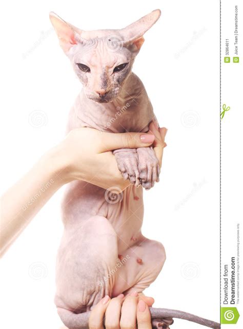 Wie sieht eine sphynx katze aus? Sphynx-Katze stockbild. Bild von katze, geknittert, schuß ...