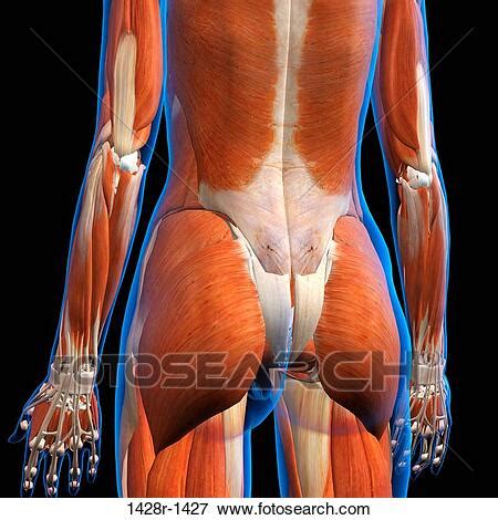 These structures work together to support the body, enable a range of movements, and send messages from the brain to the. Picture of Rear View of Female lower back muscles anatomy ...