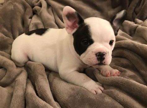 Our corgi puppies for sale are raised with extra care and specialized training. French bulldog puppies for sale in chattanooga tn ...