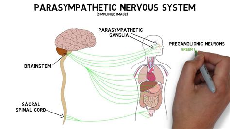 ← integumentary system — human physiology — senses →. 2-Minute Neuroscience: Parasympathetic Nervous System - YouTube