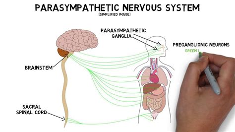 ← integumentary system — human physiology — senses →. 2-Minute Neuroscience: Parasympathetic Nervous System - YouTube