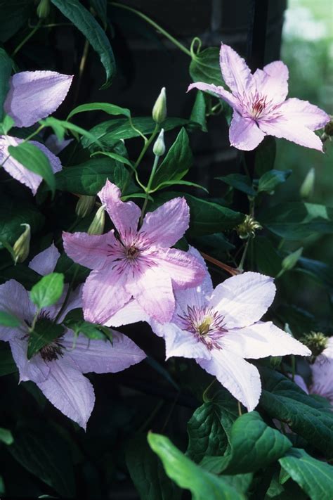 Mauve pink sepals fade to shell pink. Clematis 'Hagley Hybrid ('Pink Chiffon')' | Clematis ...