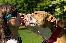 dog dogs kiss tricks girl tongue fun woman french puppy pitbull easy kissing do training pet lick why interaction may