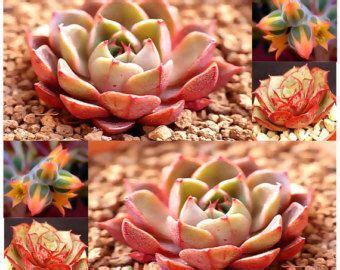 Organic succulent and cactus soil by bliss i use black gold with mixed some hoffman bonsai soil. Echeveria mixed 20 seeds Rare Cactus Succulent Plant ...