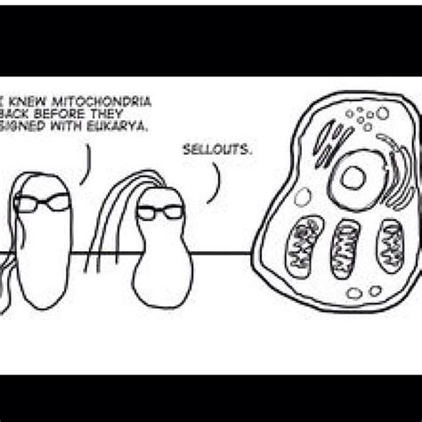 Simple cells, like those found in algae, may only have one or two chloroplasts. CELLOUTS #cells#mitochondria#lol#rofl#true#like#love#pic# ...