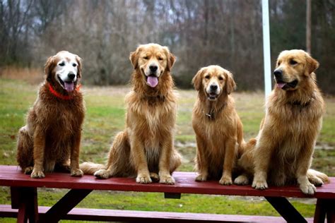 Akc golden retriever pups for sale we raise the euro cremes and the american reds. PoeticGold Farm Dog Training & Golden Retrievers in Falmouth, Maine (With images) | Golden ...