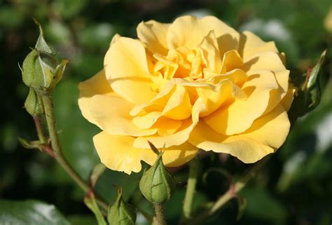 Adr rose last updated march 05, 2019. Gelbe Rosen: Die besten Sorten - Mein schöner Garten