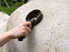 When attacking equids, the botfly is a pest supreme. Bot Fly - A Common Horse Pest | EquiMed - Horse Health Matters