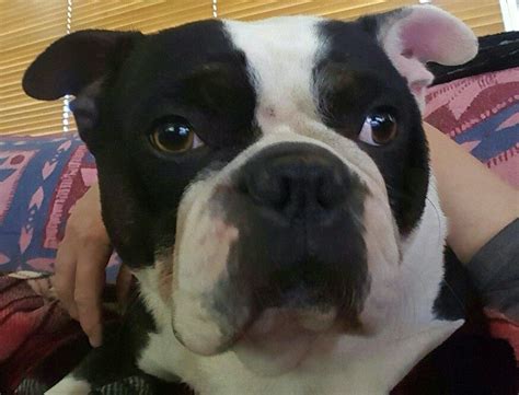 Bostons are generally eager to please their owner and can be. Pin on Boston Terriers