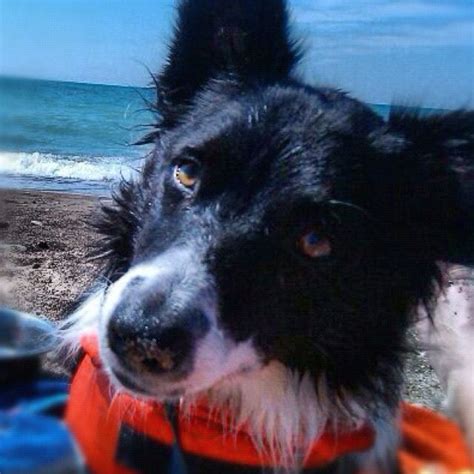 Make a post with and tell us about your pup! #border collie #beach #lake #dog Kenzie after a swim ...