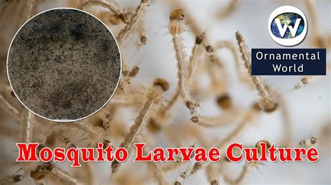 Rosetail betta feasting on mosquito larvae appeared first on flake food. How to culture mosquito larvae for fish at home? l كيفية ...