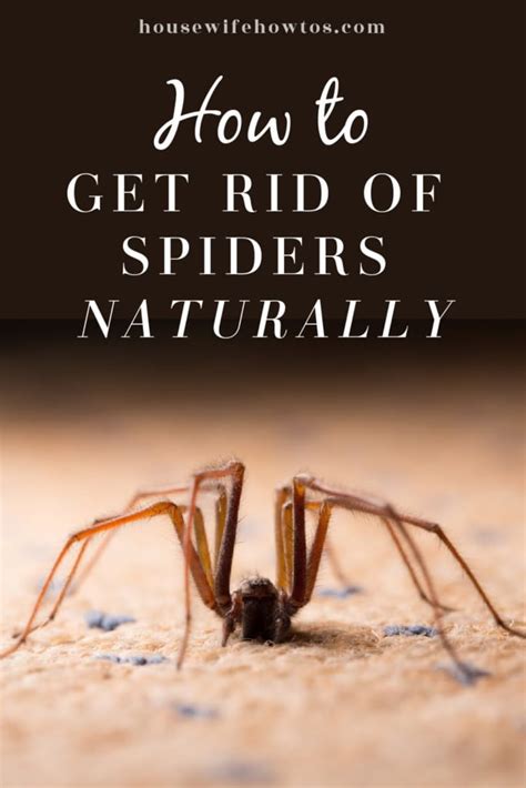 If you want to keep nonvenomous spiders out of your house, consider these approaches. How to Get Rid of Spiders Naturally and KEEP them Away for ...