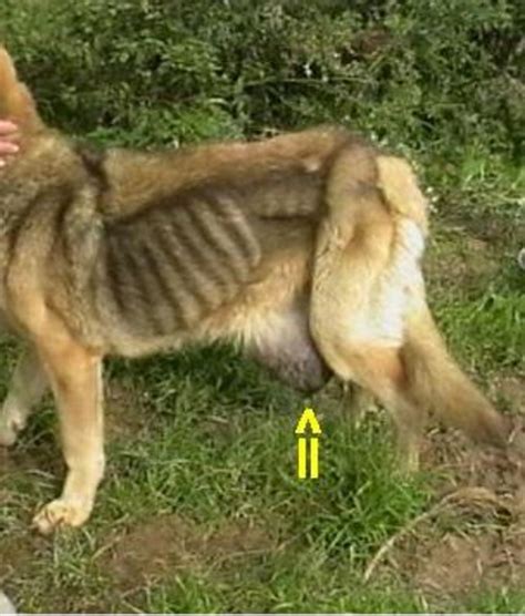 One of the most common red flags for developing cancer in dogs is unusual swellings, lumps, bumps, or growths. dog cancer breast - Dogs Health Problems