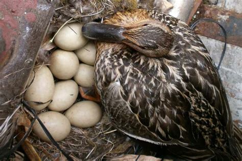 To hatch a clutch, you must be attuned to the state of the eggs throughout incubation. How many days does a wild duck hatch eggs: timing and in ...