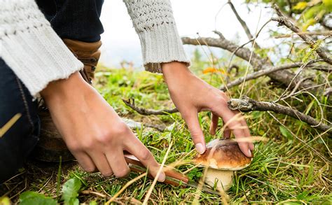 In addition to identification, he covers how and when to harvest and how best to use them. Foraging Isn't Actually That Cool | Modern Farmer